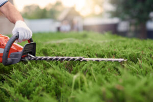 Spring pruning and trimming shrubs